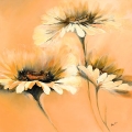 Apricot Summer I - © PGM, Deutschland