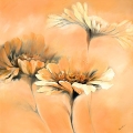 Apricot Summer II © PGM, Deutschland