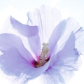 Ballerina © PGM, Deutschland