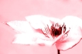 Beauty © PGM, Deutschland