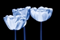 Three of us © PGM, Deutschland