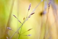 Wild Summer II © PGM, Deutschland