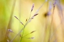 Wild Summer II © PGM, Deutschland
