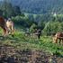 Rainer Ganahl, Étant donnés – Bicycle Machine for Haflinger (Alpine Horses), 2008, Performance, Videostill © Rainer Ganahl