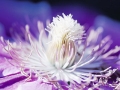 White and Purple © PGM, Deutschland