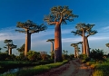 Baobab Tree © PGM, Deutschland