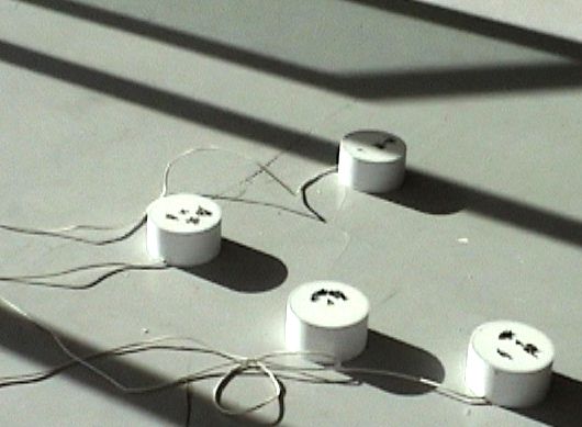 Uršula Berlot, Attractions / Similarities, 2005 © Courtesy of the Artist